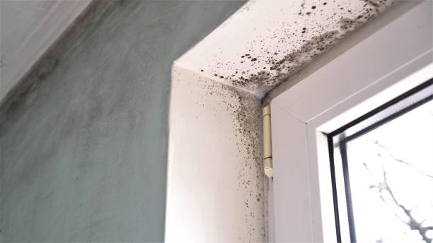 Best Black Mold Removal  in Adamstown, PA