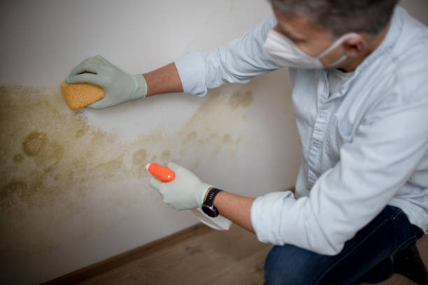 Attic Mold Removal in Adamstown, PA